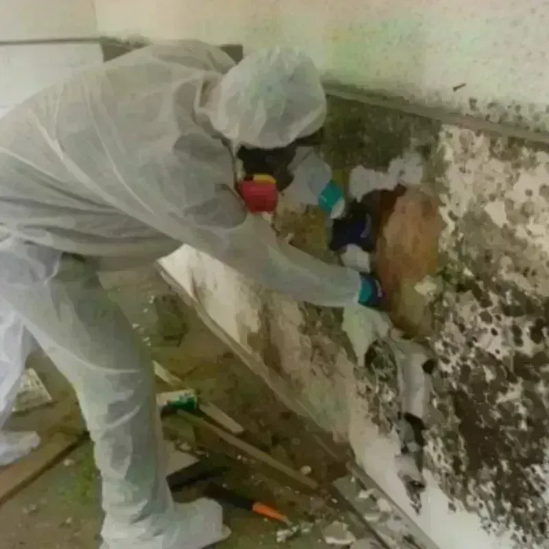 Mold Remediation and Removal in Fairmont, IL